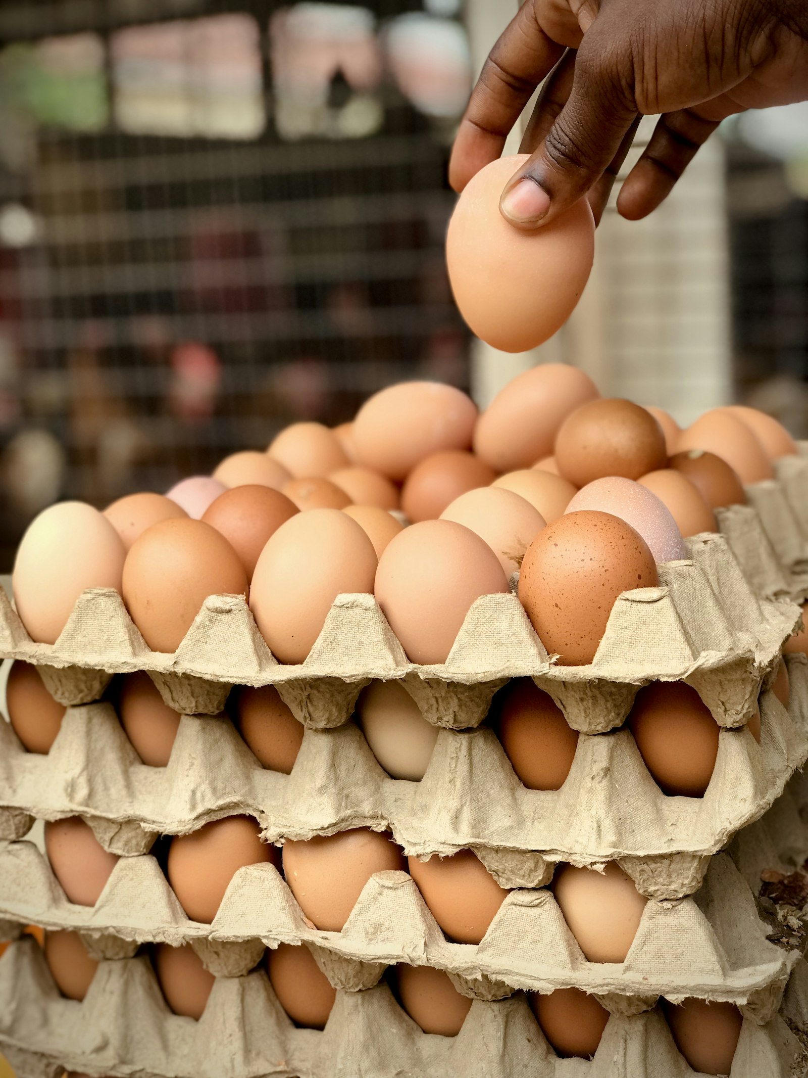 Œufs disposés sur des plateaux alvéolés